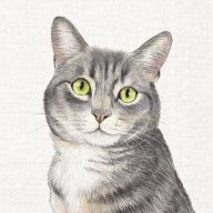 Farm cat cicás szalvéta, 3 rétegű, 20 db/csomag, IHR