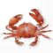 Crab rákos szalvéta, 3 rétegű, 20 db/csomag, IHR