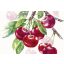 Cherry fruits cseresznyés tányéralátét IHR